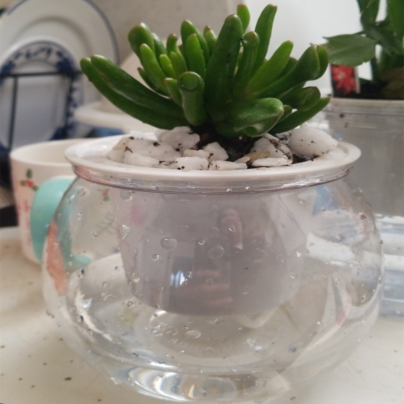 Self Watering Planter Pots Min - Aloe Vera Pot 评论和价格