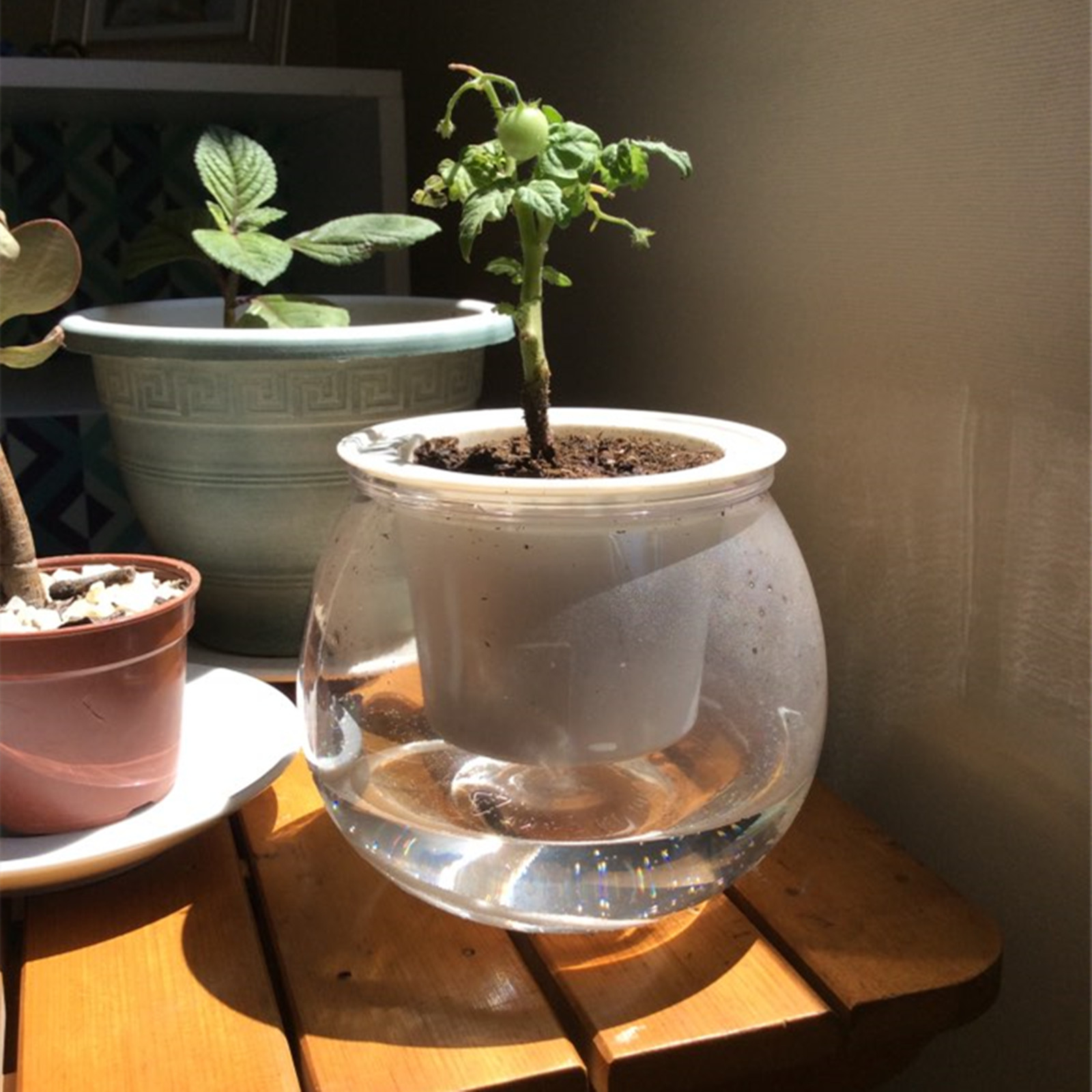 Self Watering Planter Pots Min - Aloe Vera Pot 评论和价格