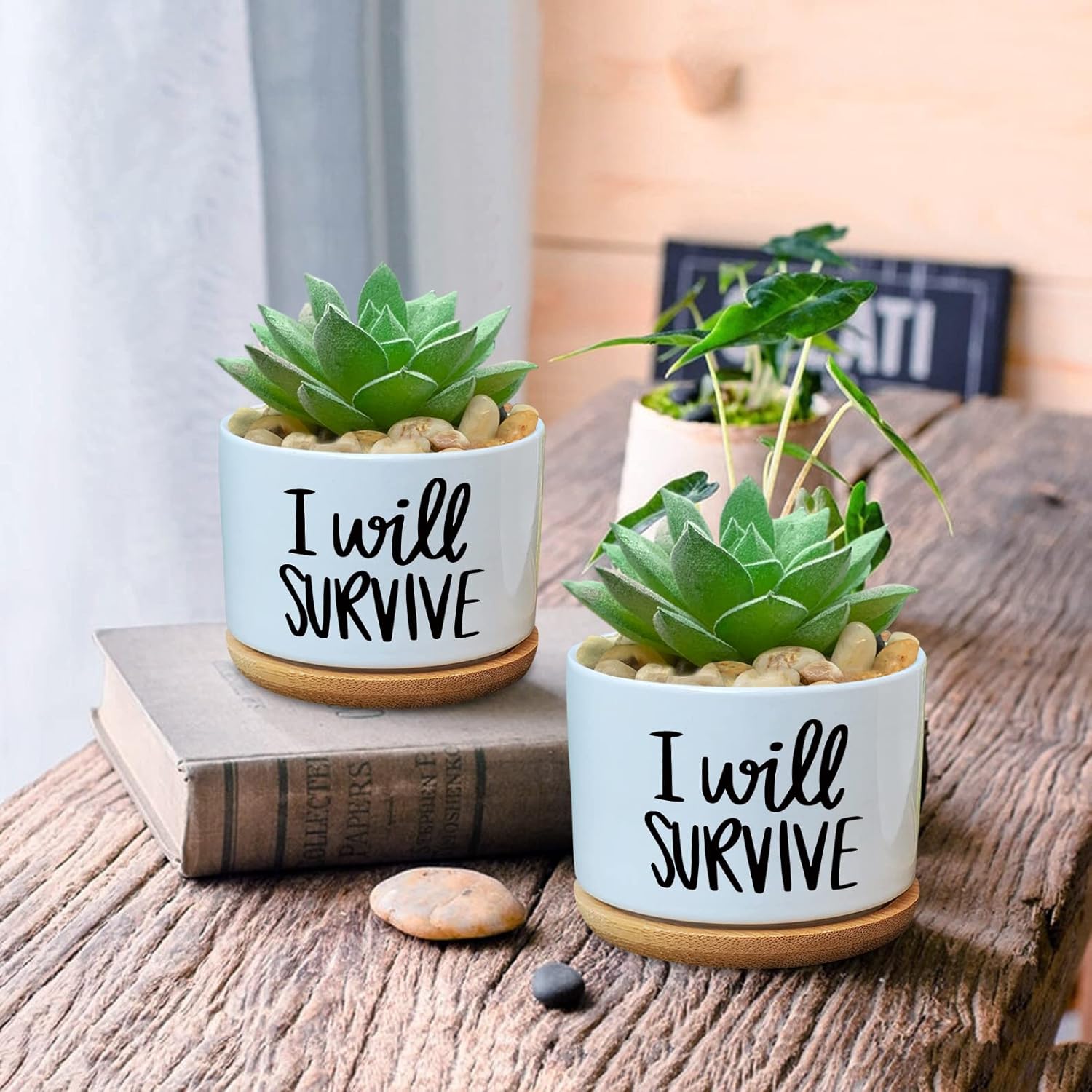I Will Survive Ceramic Succule - Aloe Vera Pot 评论和价格