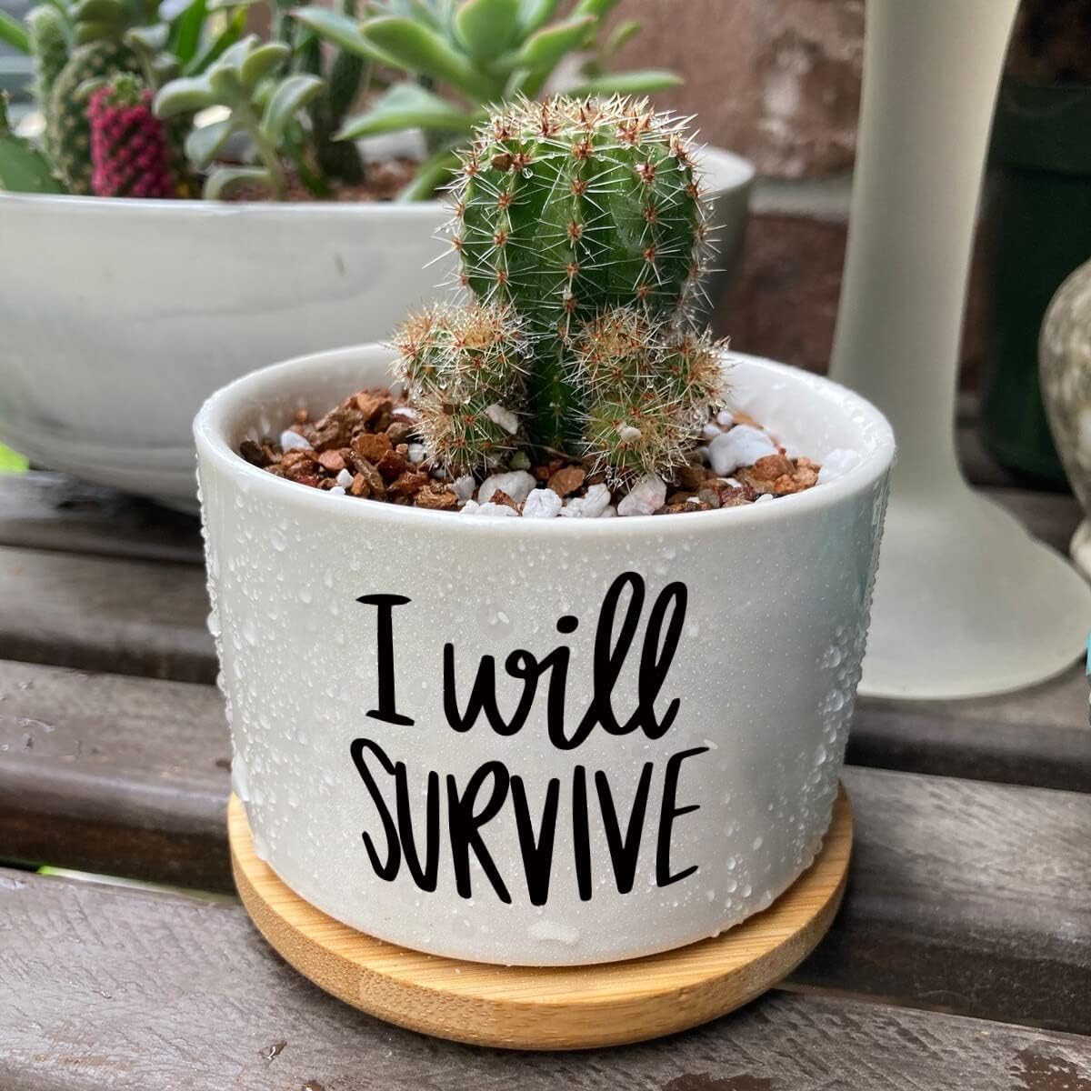 I Will Survive Ceramic Succule - Aloe Vera Pot 评论和价格