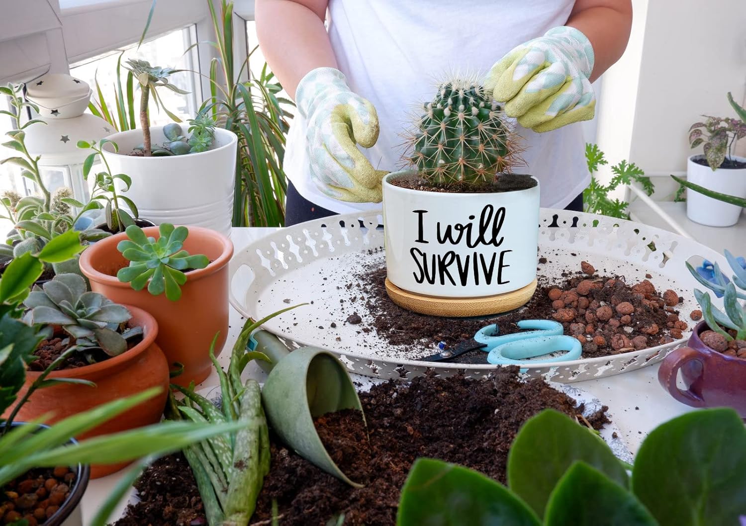 I Will Survive Ceramic Succule - Aloe Vera Pot 评论和价格