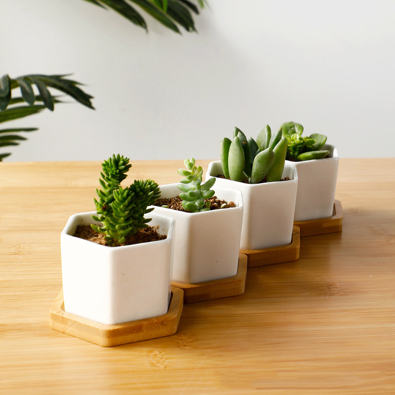Ceramic Flowerpot White Hexago - Aloe Vera Pot 评论和价格
