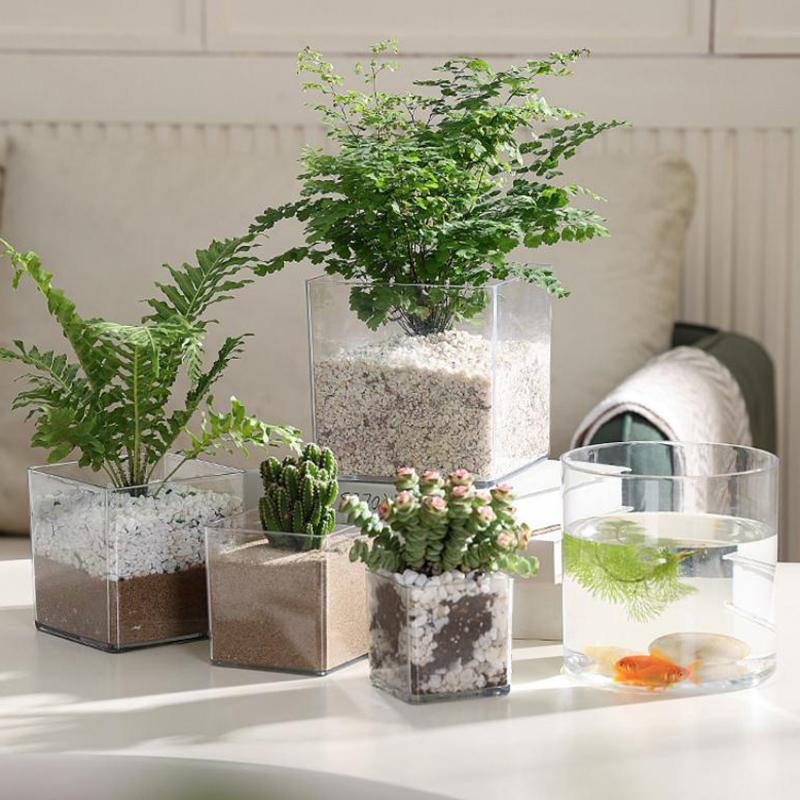 Square Round Transparent Acryl - Aloe Vera Pot 评论和价格