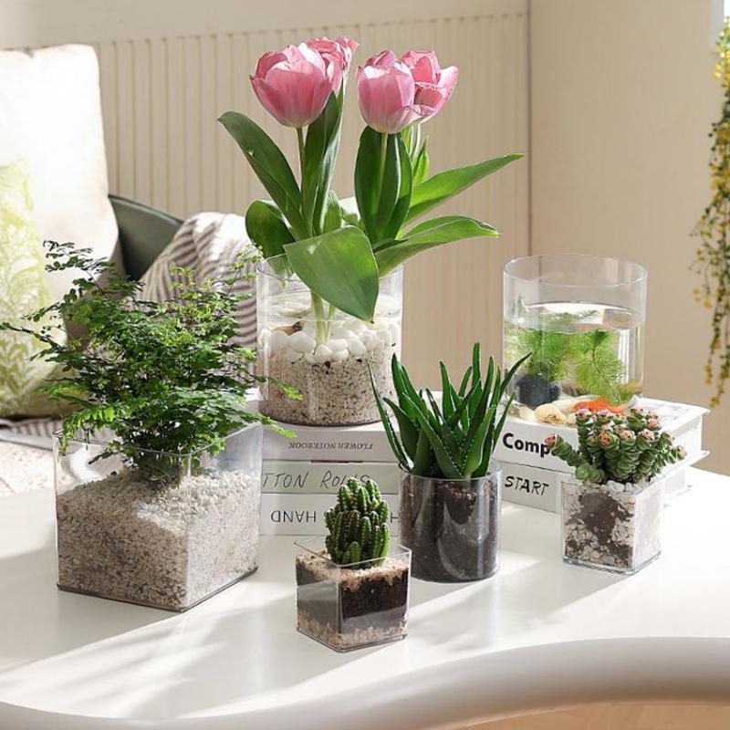 Square Round Transparent Acryl - Aloe Vera Pot 评论和价格