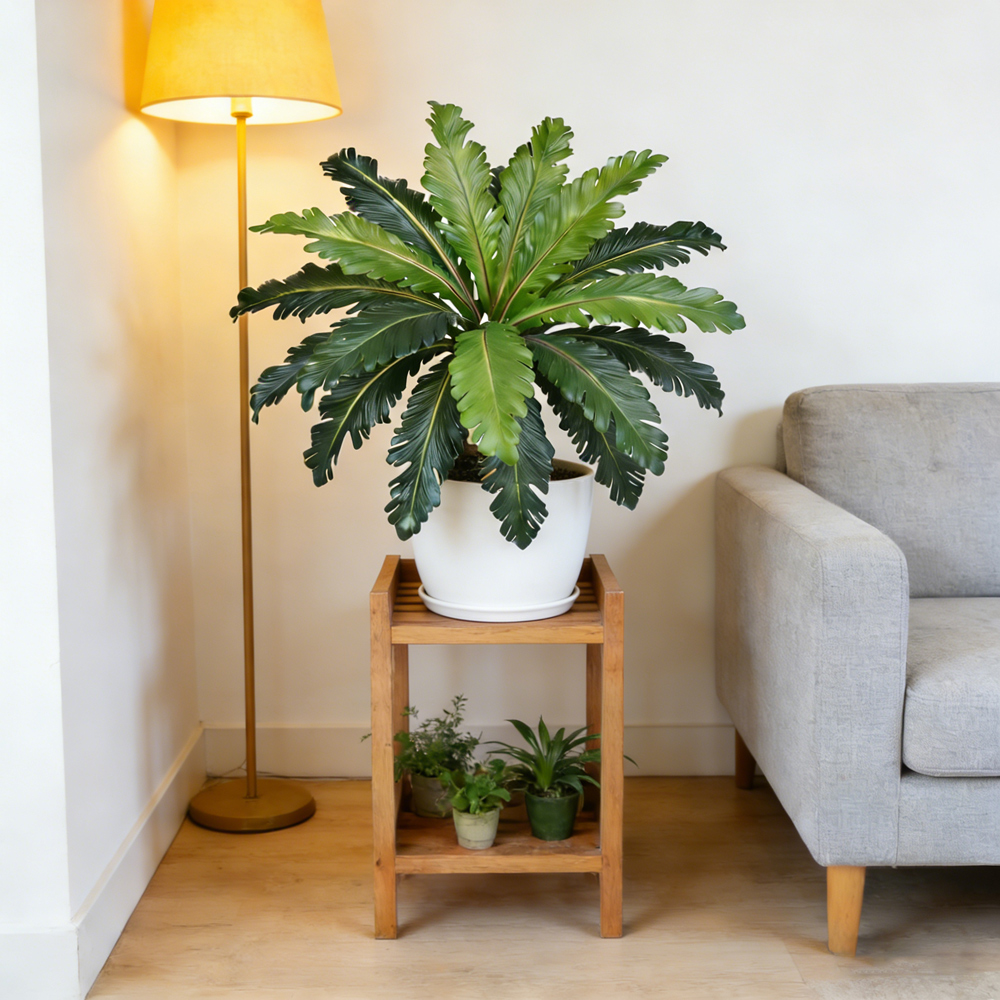 45-50cm Tropical Fake Persian  - Dracaena Marginata 评论和价格