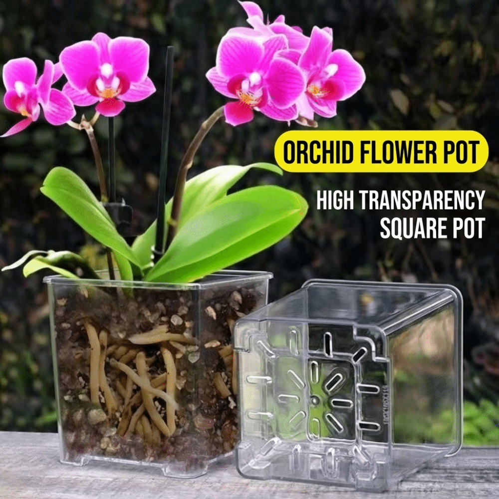 Transparent Material Acrylic P - Aloe Vera Pot 评论和价格